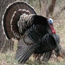 wild_turkey