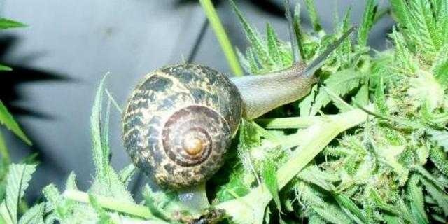 Snail image classifcation dataset for machine learning