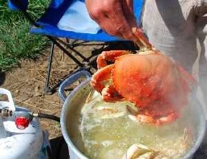 dungeness_crab