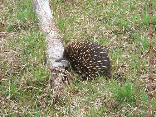 Echidna image classifcation dataset for machine learning