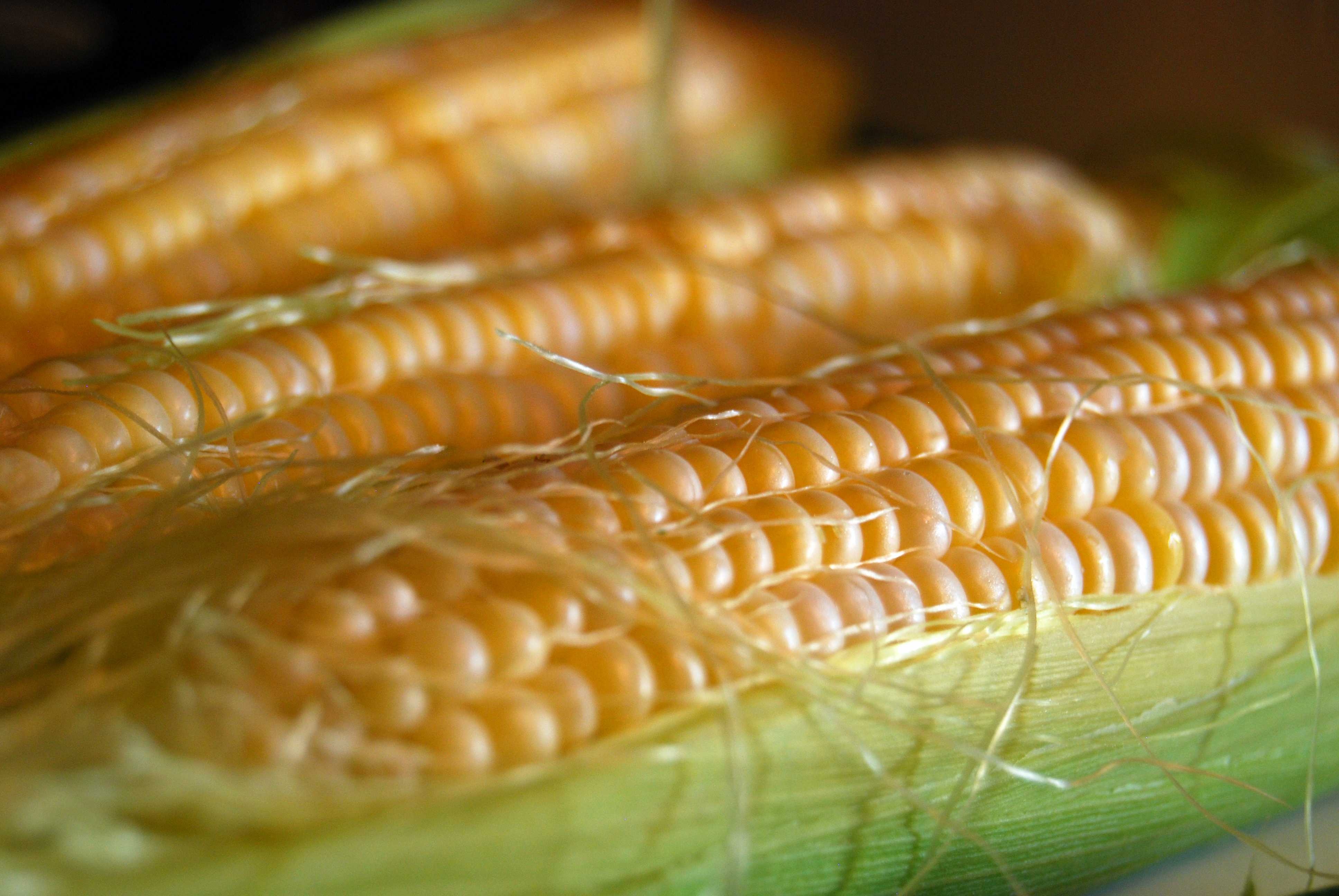 Sweetcorn image classifcation dataset for machine learning