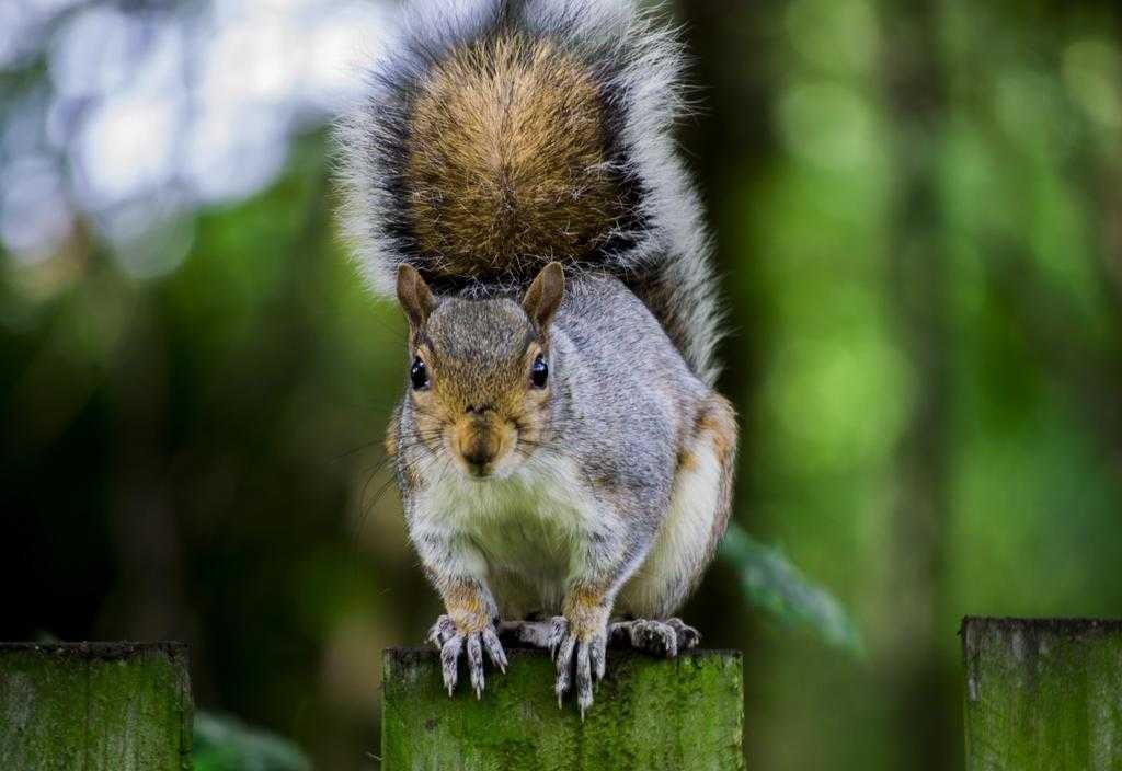 image of squirrel