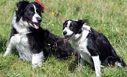 Border collie image classifcation dataset for machine learning