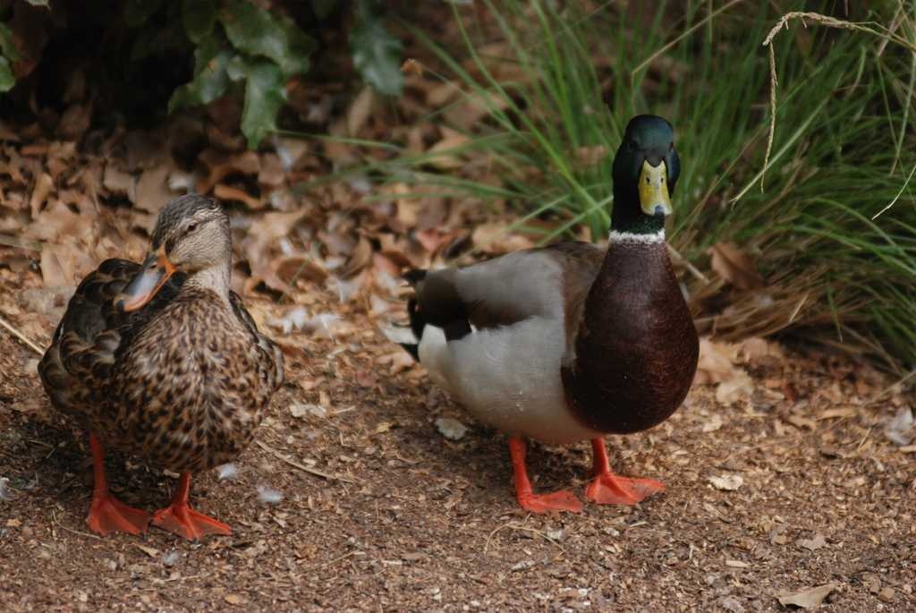 Duck image classifcation dataset for machine learning