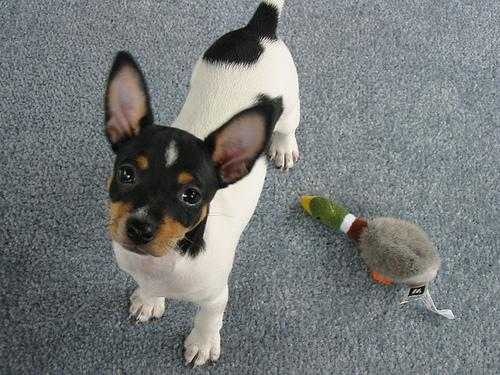 image of toy_terrier