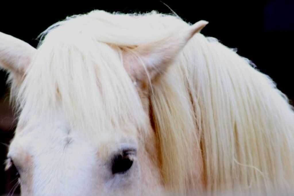 Horse image classifcation dataset for machine learning