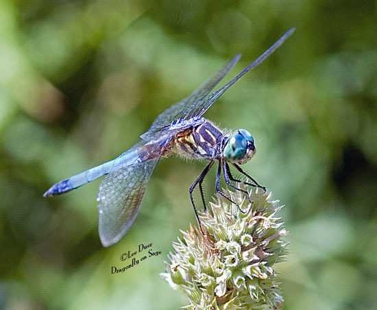 Dragonfly image classifcation dataset for machine learning