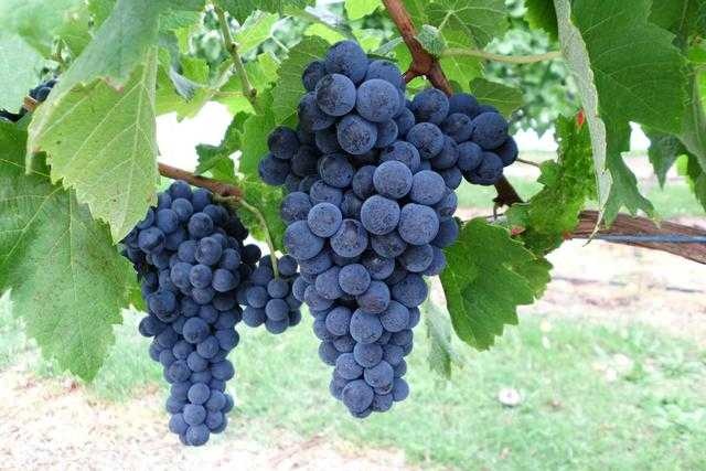 Grapes image classifcation dataset for machine learning