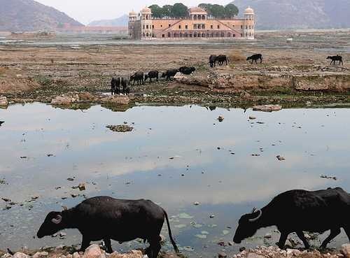 image of water_buffalo