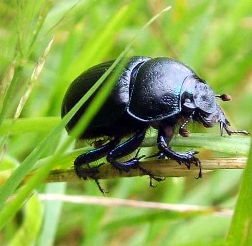 Dung beetle image classifcation dataset for machine learning