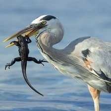 image of blue_heron