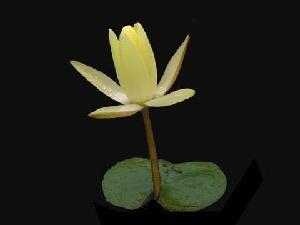 Water lilly image classifcation dataset for machine learning