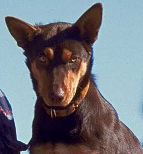 image of kelpie