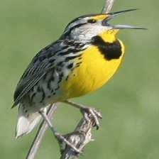 image of eastern_meadowlark