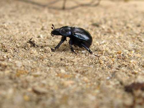 image of dung_beetle