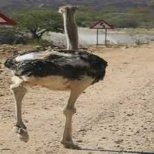 Ostrich image classifcation dataset for machine learning