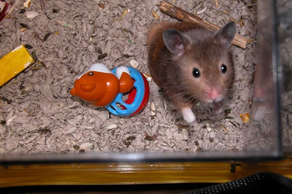 image of hamster