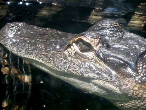 image of american_alligator