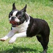 image of boston_terrier