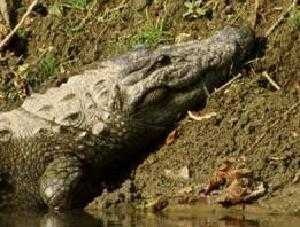 Crocodile head image classifcation dataset for machine learning