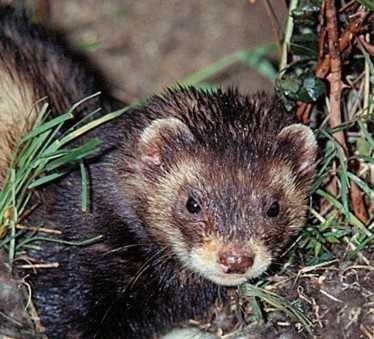 image of polecat