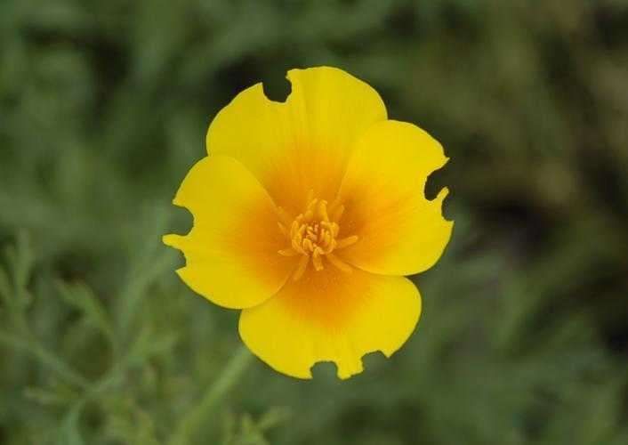 californian_poppy