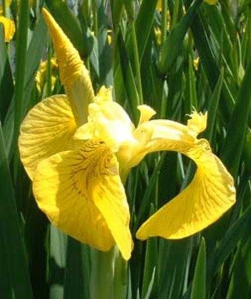 yellow_iris