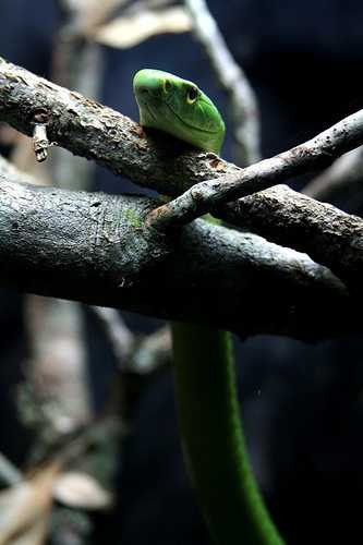 Green mamba image classifcation dataset for machine learning