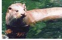Otter image classifcation dataset for machine learning