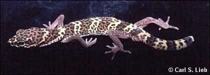 image of banded_gecko