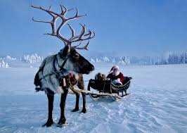 image of reindeer