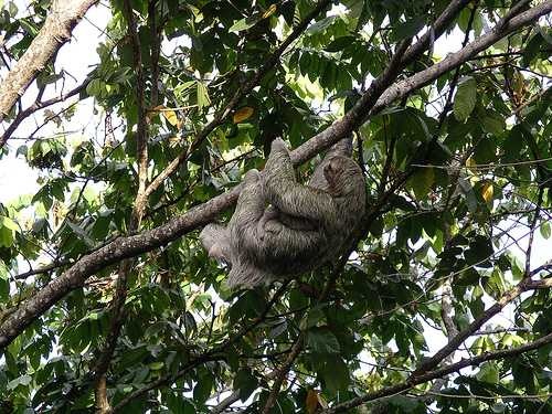 Three toed sloth image classifcation dataset for machine learning