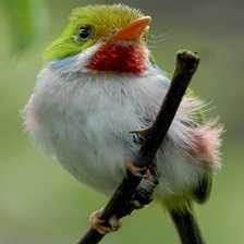 image of cuban_tody