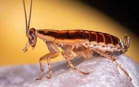 image of cockroach