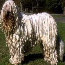 komondor