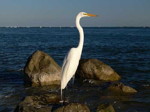 image of american_egret