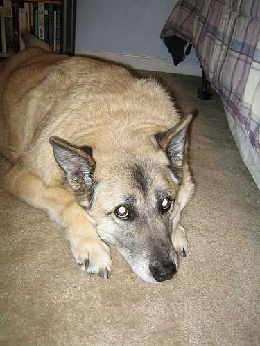 image of norwegian_elkhound