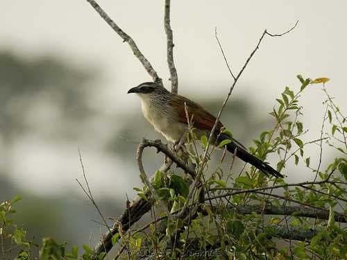 image of coucal