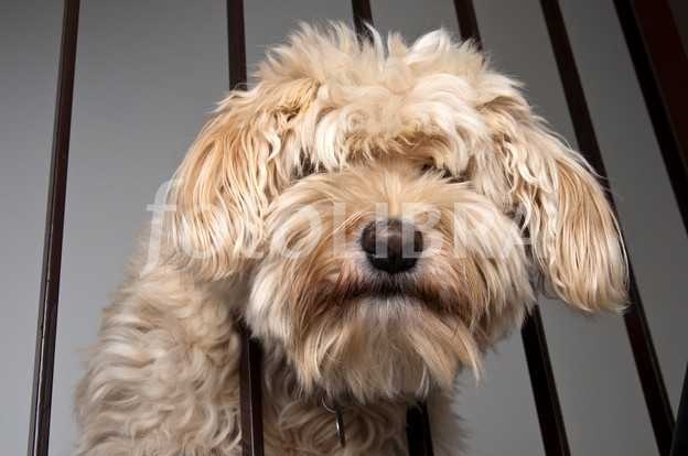 tibetan_terrier