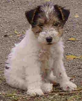 Wire haired fox terrier image classifcation dataset for machine learning