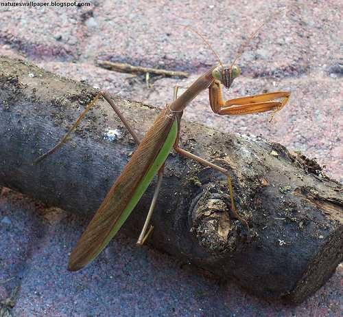 image of mantis