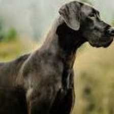 great_dane