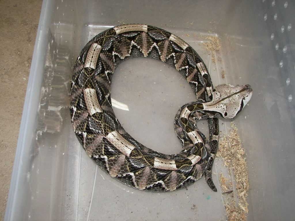 Snake Labeled Image Dataset | images.cv