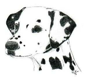 Dalmatian image classifcation dataset for machine learning