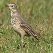 image of american_pipit