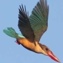 image of stork_billed_kingfisher