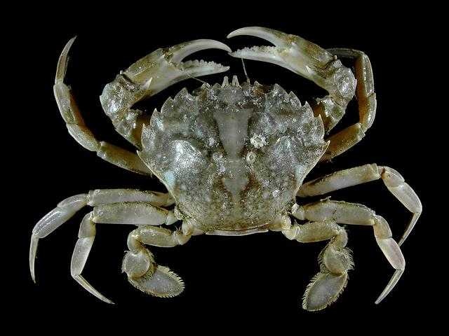 Crab image classifcation dataset for machine learning