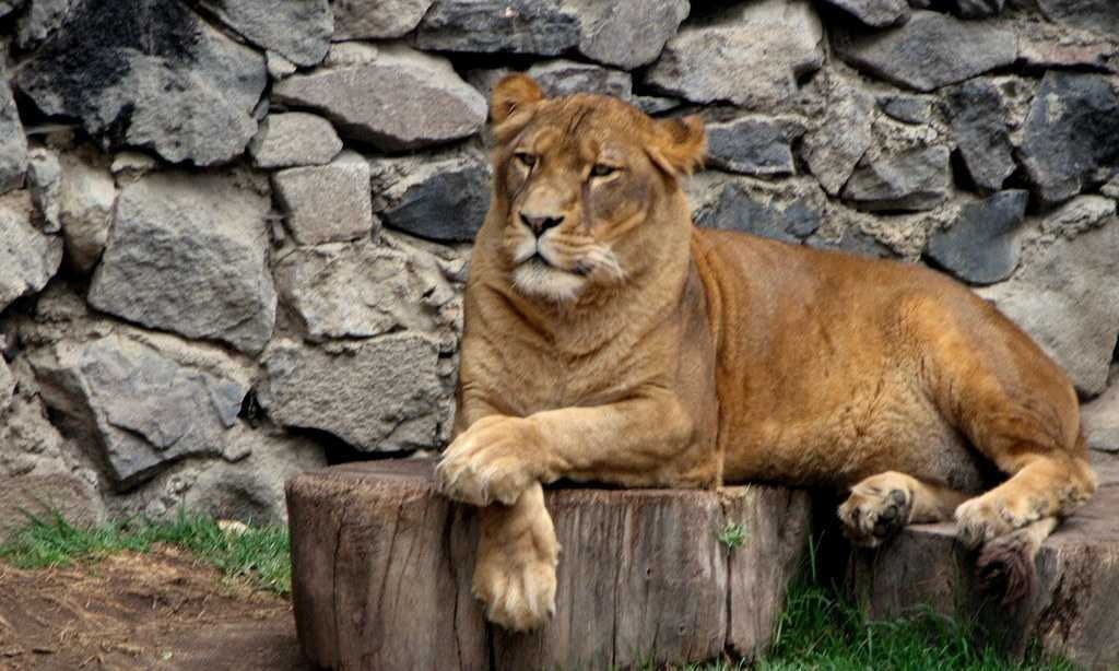 image of lion