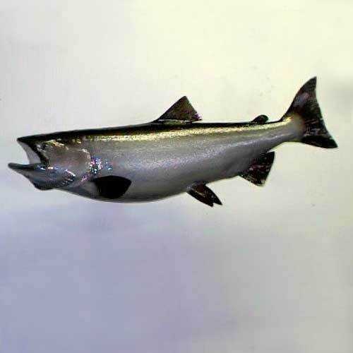 image of coho