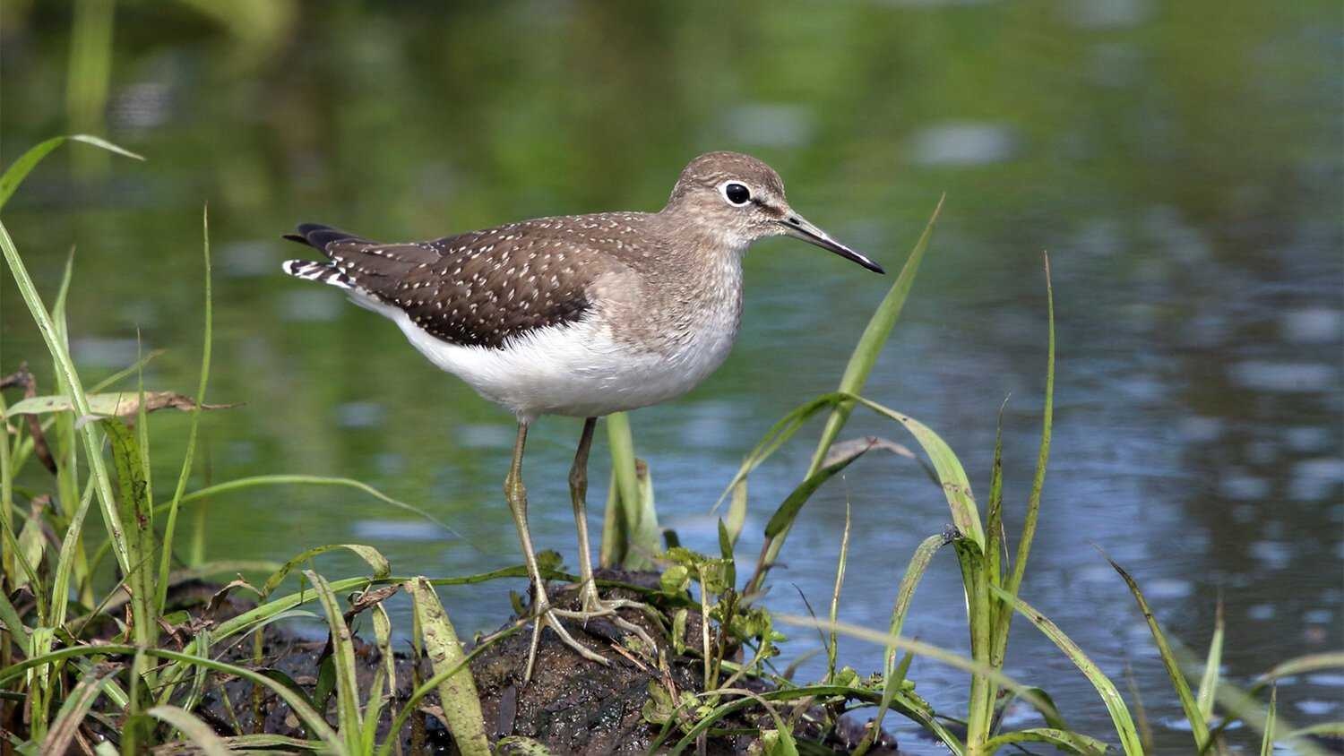 sandpiper